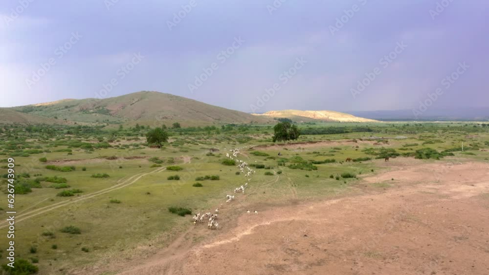 Aerial drone dolly above nomadic shepherd moving animals across Mongolia grassland Aerial drone dolly above nomadic shepherd moving animals across Mongolia grassland