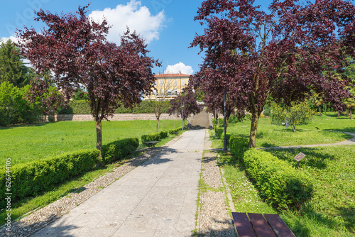 Public park with Prunus cerasifera Nigra trees with dark purple leaves, known by the common names cherry plum and myrobalan plum. Tradate city, Italy. Park of Villa Centenari 