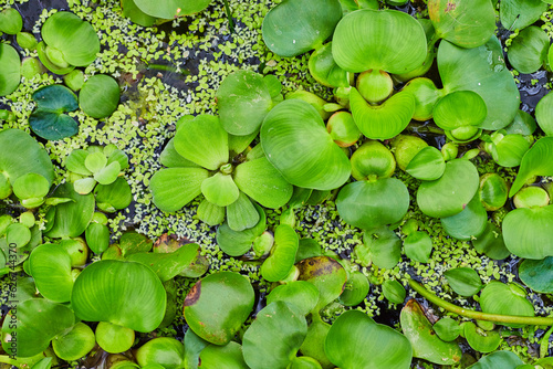 Background asset of water lettuce on pond water