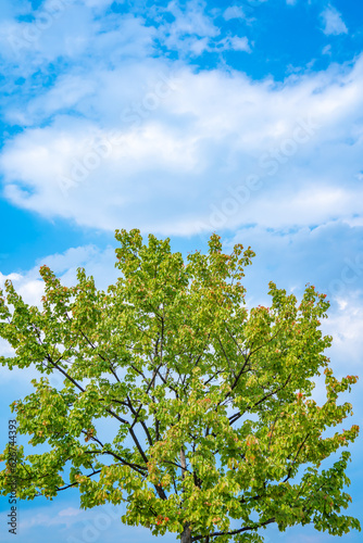 青空に映える木