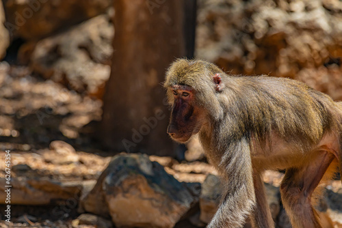 close up of a baboon
