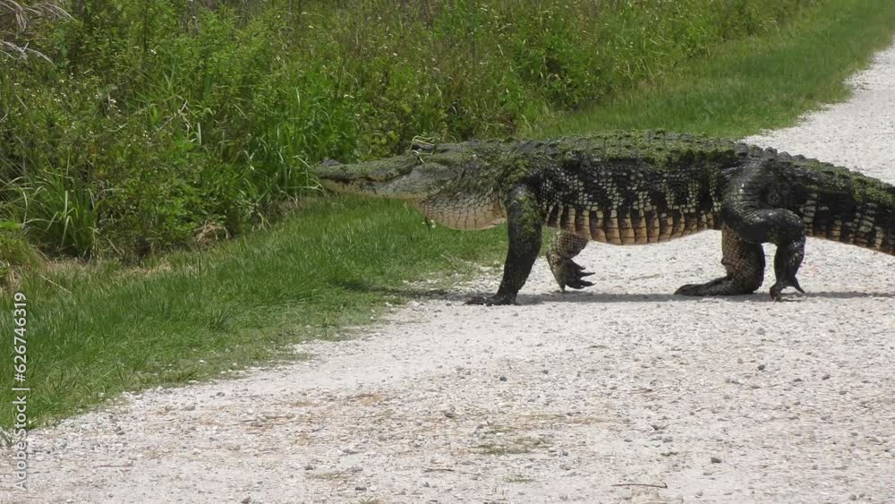Large Alligator Crossing a Rural Road in Florida Wetlands. Large Alligator Crossing a Rural Road in Florida Wetlands.