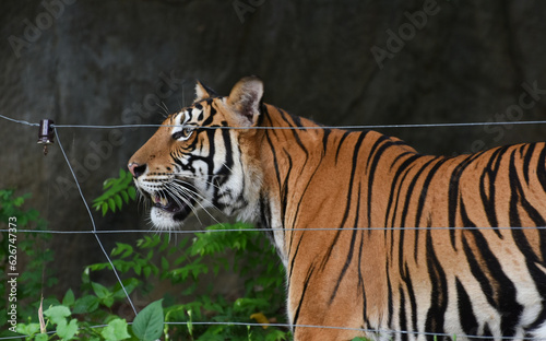 Fototapeta Naklejka Na Ścianę i Meble -  Tiger is a large tiger in the zoo.