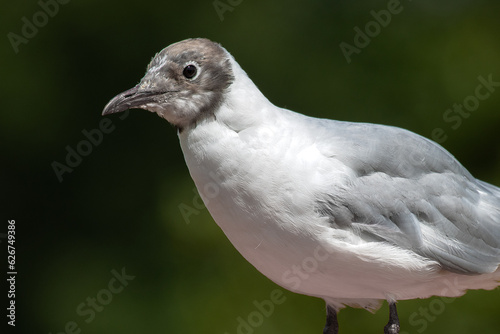 A close up of a black headed gull showing part of its body and head. Taken against a natural darker background © alan1951