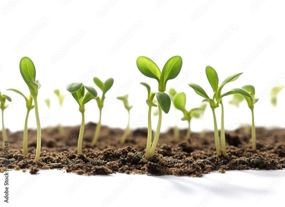 Image of sprout plant sprouted from a seed on a white background. Nature. Illustration, Generative AI. Image of sprout plant sprouted from a seed on a white background. Nature. Illustration, Generative AI.