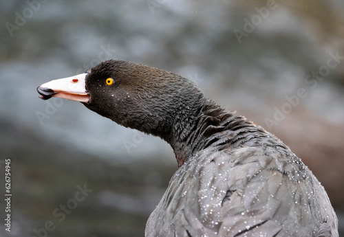 Blue duck (whio) whistling upstream photo