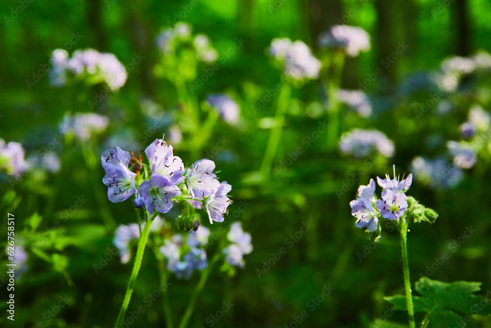 Flowering Great Waterleaf bush, plants on forest floor, woods, sunset lighting Flowering Great Waterleaf bush, plants on forest floor, woods, sunset lighting