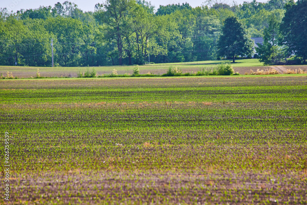 Bright green sprouts growing in crop field on farm land with distant trees