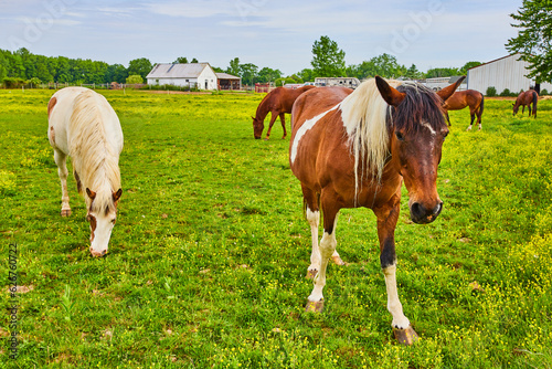 Herd of four horses mostly grazing in grassy enclosure with yellow primrose flowers