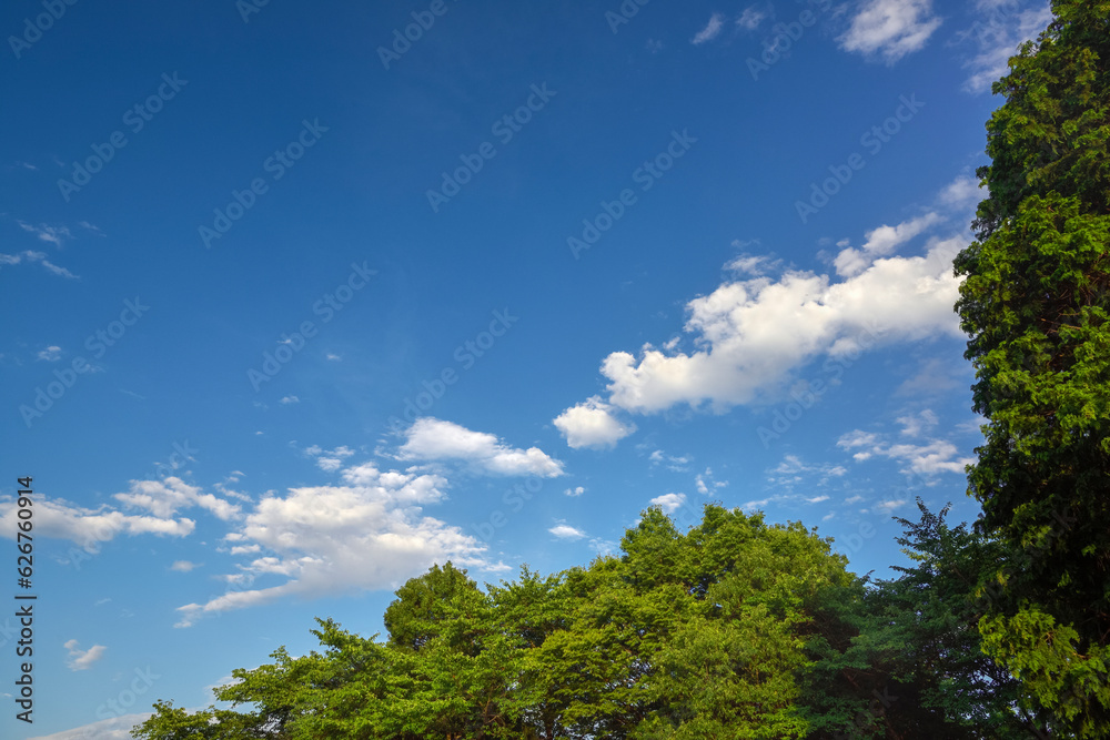 青い空と木