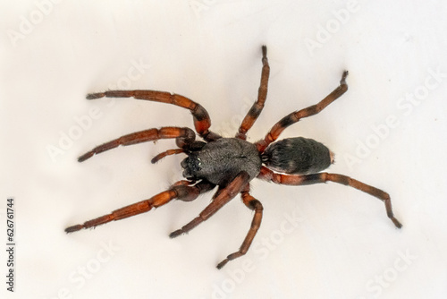 Close up of Australian venomous White-tailed Spider