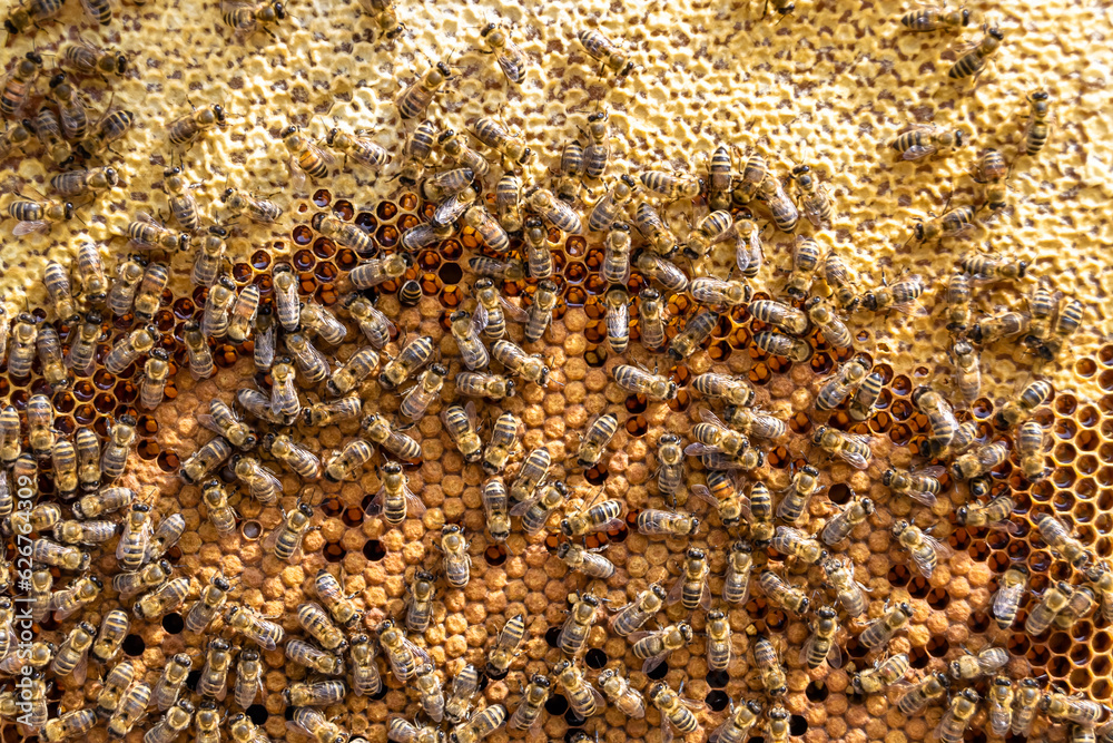 Abstract hexagon structure is honeycomb from bee hive filled Abstract hexagon structure is honeycomb from bee hive filled