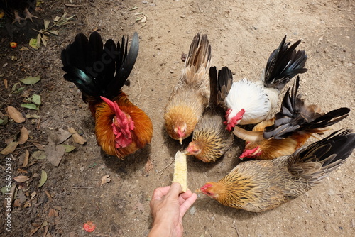 It's time to feed the bantam flock.