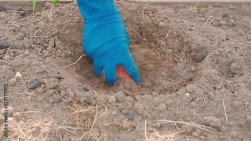 A hand in a rubber glove mixes vegetable garden soil with insecticide close-up. Red insecticide at planting stage photo