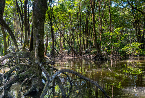 Mangrove forest near Bandar Seri Begawan, Brunei on the island of Borneo photo