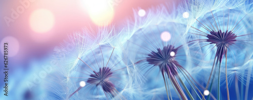 Beautiful dew drops on dandelion plant, blue violet color background.
