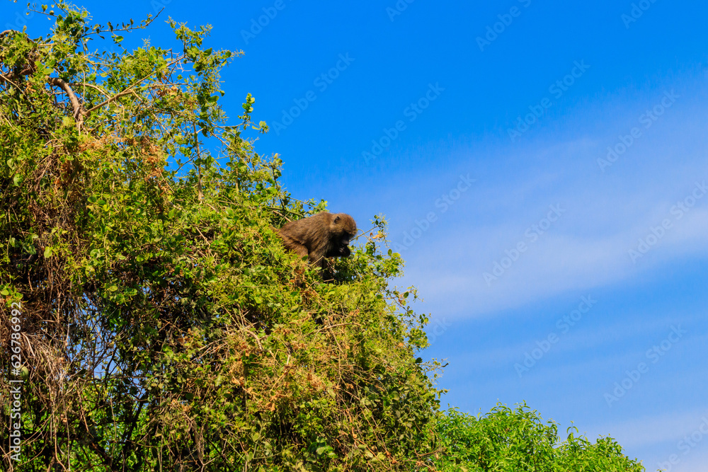 Olive baboon (Papio anubis), also called the Anubis baboon, on a tree in Lake Manyara National Park in Tanzania Olive baboon (Papio anubis), also called the Anubis baboon, on a tree in Lake Manyara National Park in Tanzania
