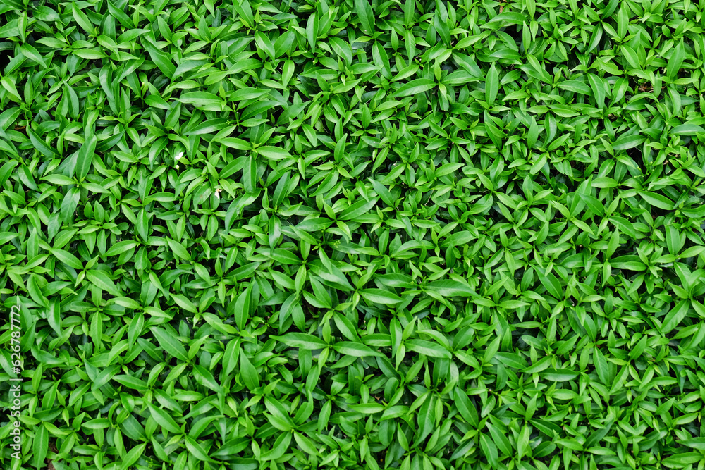 a close up of a green grassy field a close up of a green grassy field