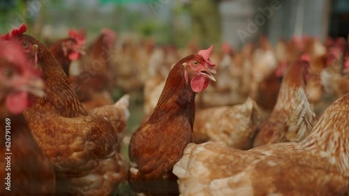 slow motion, Animal agriculture farming concept, chicken egg eating a food like a worm or insect organic raw, feed a hen in industry farm of agricultural business, fowl poultry having beak and feather