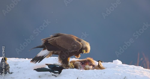 Eagle scaring away magpies from food in the windy mountains at winter
