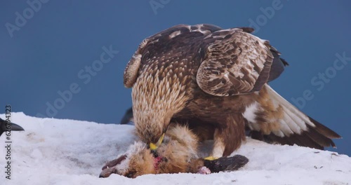 Close-up of golden eagle eating on dead fox in the mountains at winter