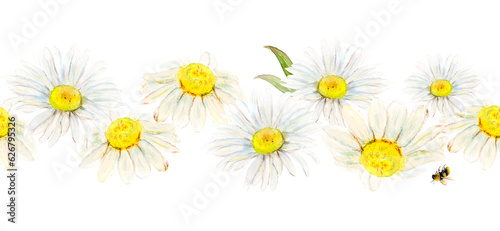 Watercolor illustration seamless border from field camomile hand-drawn on white background. Watercolor floral natural illustration of delicate plants 