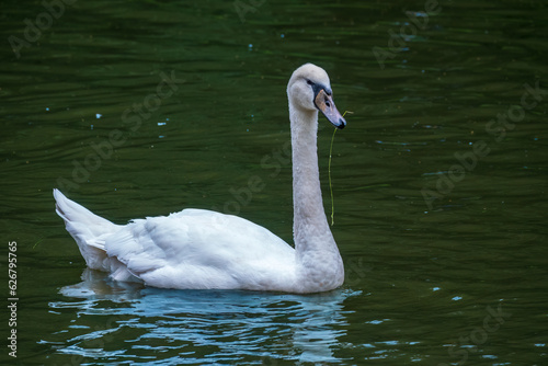 A graceful white swan swimming on a lake with dark water. The white swan is reflected in the water