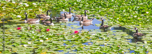 Panorama of Canadese geese in the Westfalen park in Dortmund, Germany