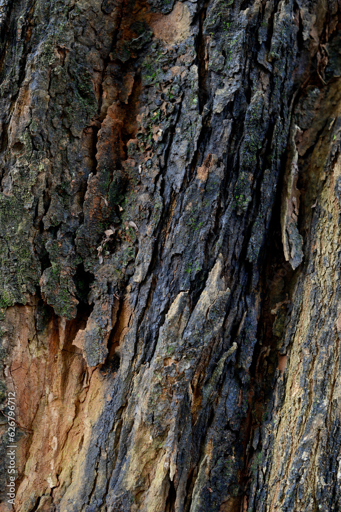 Close up old tree bark texture background, with different characters, perfect for natural theme Close up old tree bark texture background, with different characters, perfect for natural theme