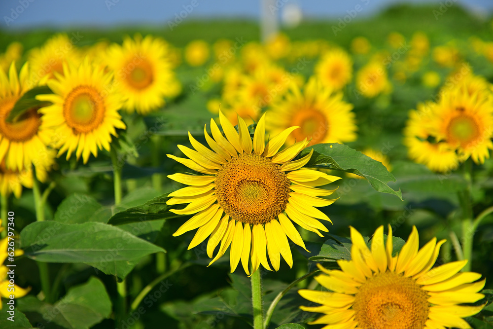 I really like sunflowers.