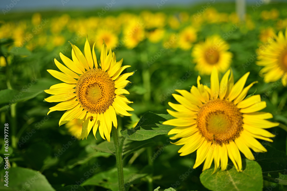 Fototapeta premium I often see sunflowers in the summer