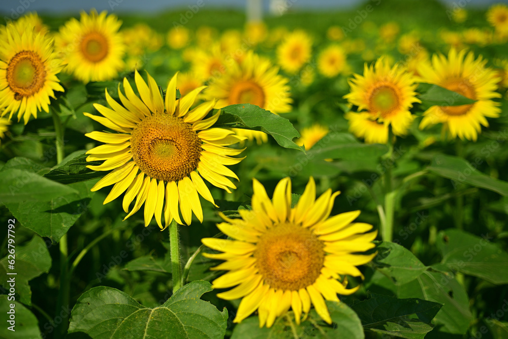 I often see sunflowers in the summer I often see sunflowers in the summer