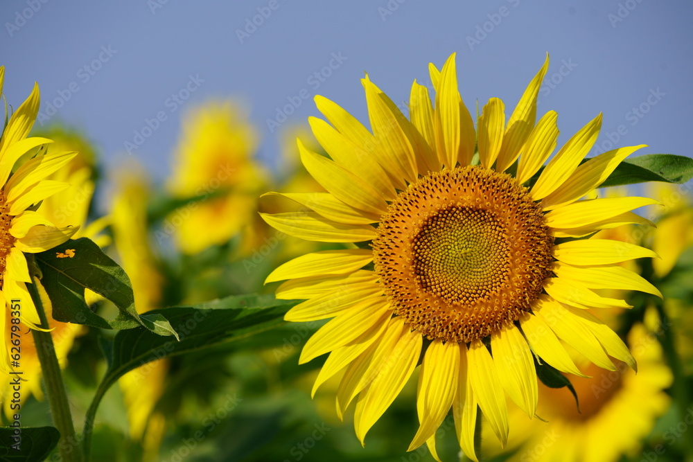 Fototapeta premium I often see sunflowers in the summer