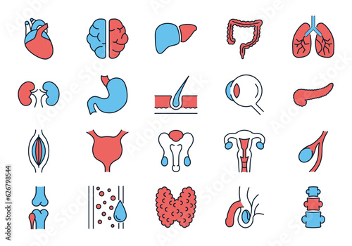 Internal Organs Related Vector Icons Set. Contains such Icons as Reproductive System, Brain, Heart, Blood Vessel, Lungs, Liver, Eye, Pancreas, Urinary, Kidney, Stomach, Spine, Uterus and more