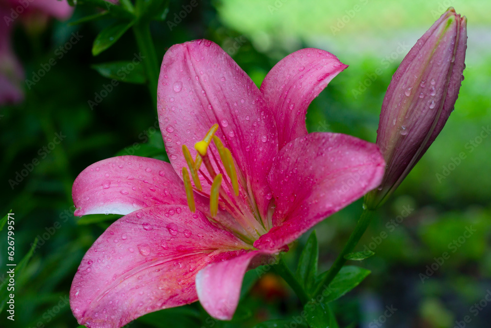 pink lilies in the garden, lilies, flowers in the garden