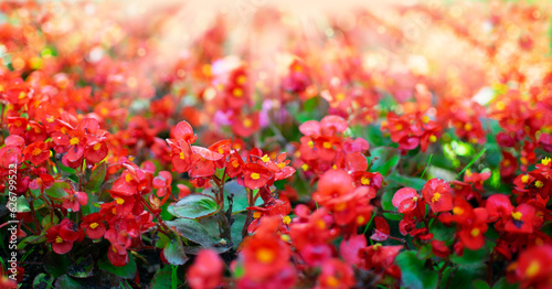 Red flowers with bright sunlight in the garden.Beautiful background with yellow and red tones. © Tilegen