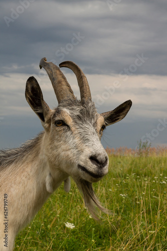 goat in the field, domestic animals, goat