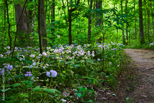 Dirt trail winding through woods, forest, small green patch of purple lavender Great Waterleaf flowers