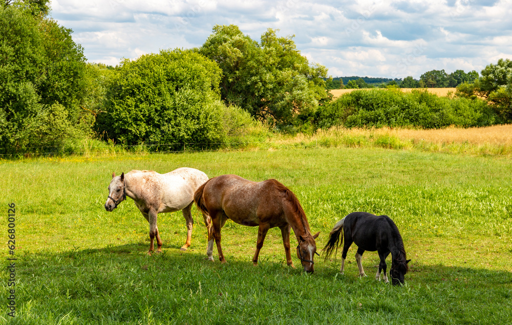 Horses graze on a summer field