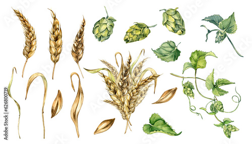 Fotografiet Set of wheat ear, hop watercolor illustration isolated on white background