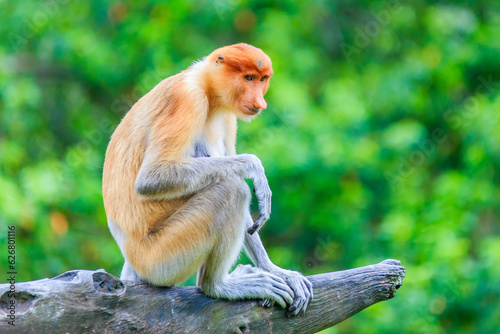 proboscis monkey or nasalis larvatus