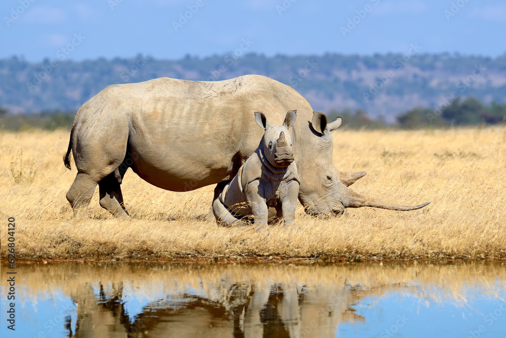 Family of rhinos are reflected in the water in the savannah Family of rhinos are reflected in the water in the savannah
