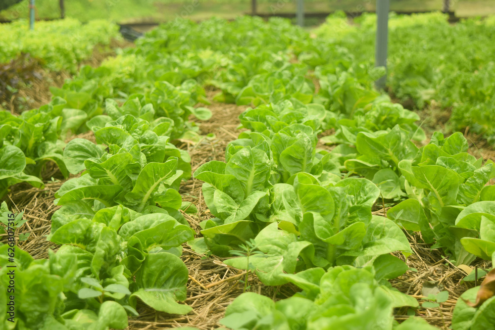 growing lettuce growing lettuce
