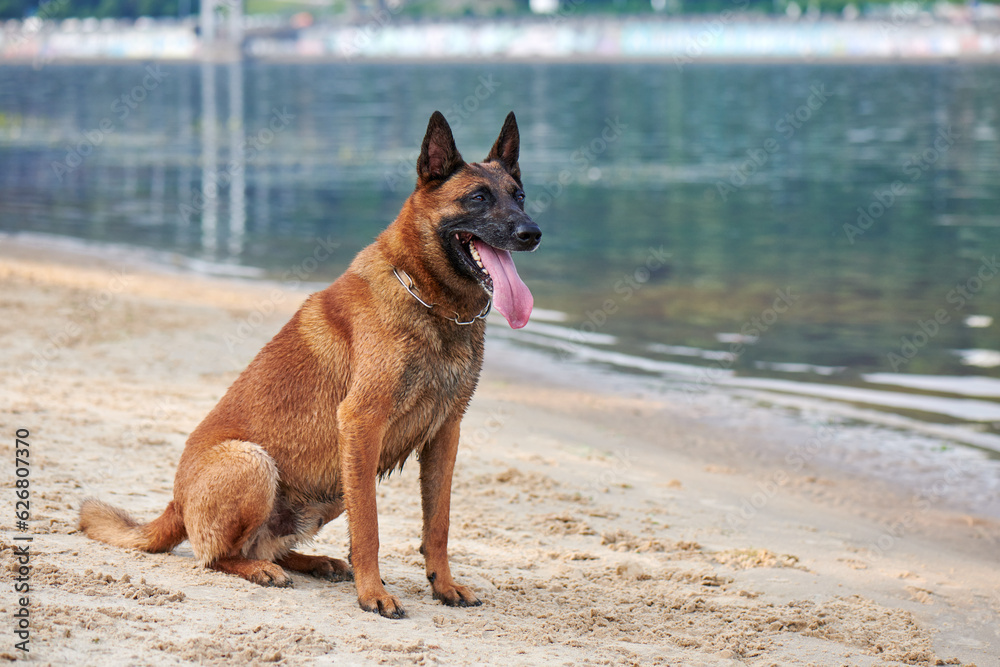 Portrait of Belgian Malinois Shepherd dog sitting on a beach Portrait of Belgian Malinois Shepherd dog sitting on a beach
