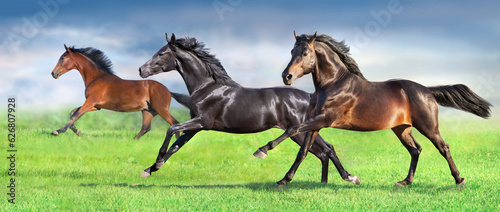 Horses run fast © callipso88