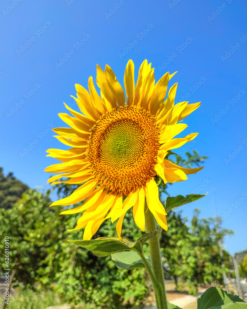 Fleur de tournseol avec ses pétales tournées vers le soleil Fleur de tournseol avec ses pétales tournées vers le soleil