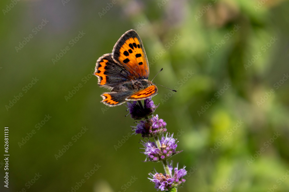 Butterfly Butterfly