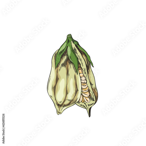 Raw Sesame seeds open full purified capsules, natural grain, organic oilseed hand drawn color sketch vector illustration