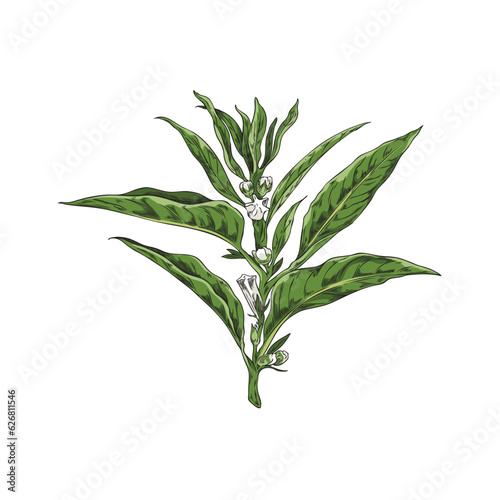 Vector hand drawn color isolated illustration of green sesame branch with grains, plant with leaves, seeds and flowers