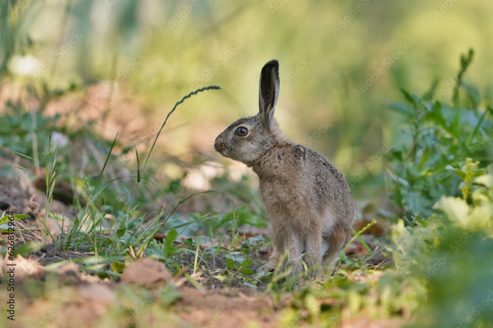 A young european hare in the nature habitat. Lepus europaeus. the bunny is sitting in the grass A young european hare in the nature habitat. Lepus europaeus. the bunny is sitting in the grass